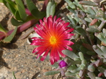 FZ028366 Pretty flower.jpg